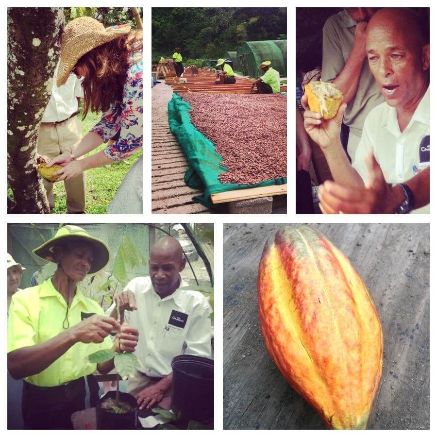 Cocoa harvest, drying, fermentation, planting and grafting and a cocoa pod