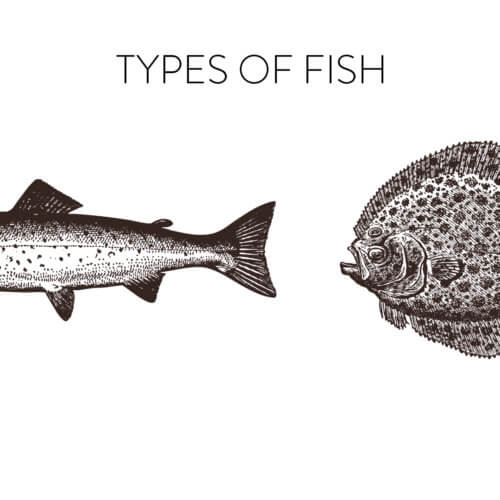 Fish - categorisation