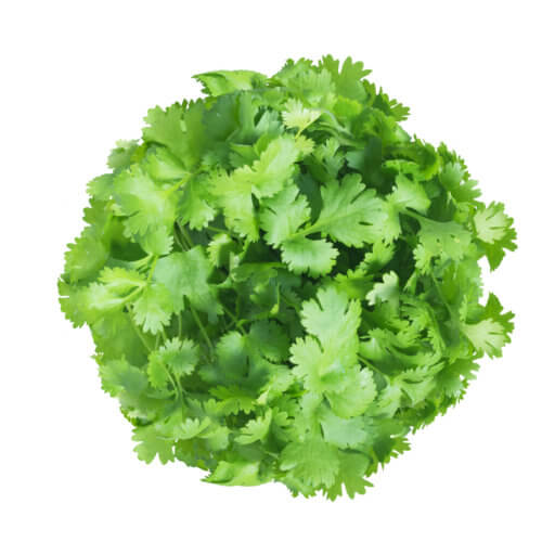 Coriander