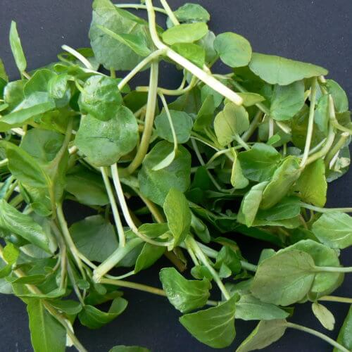 Watercress