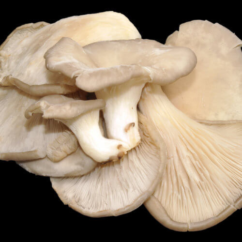 Oyster mushroom