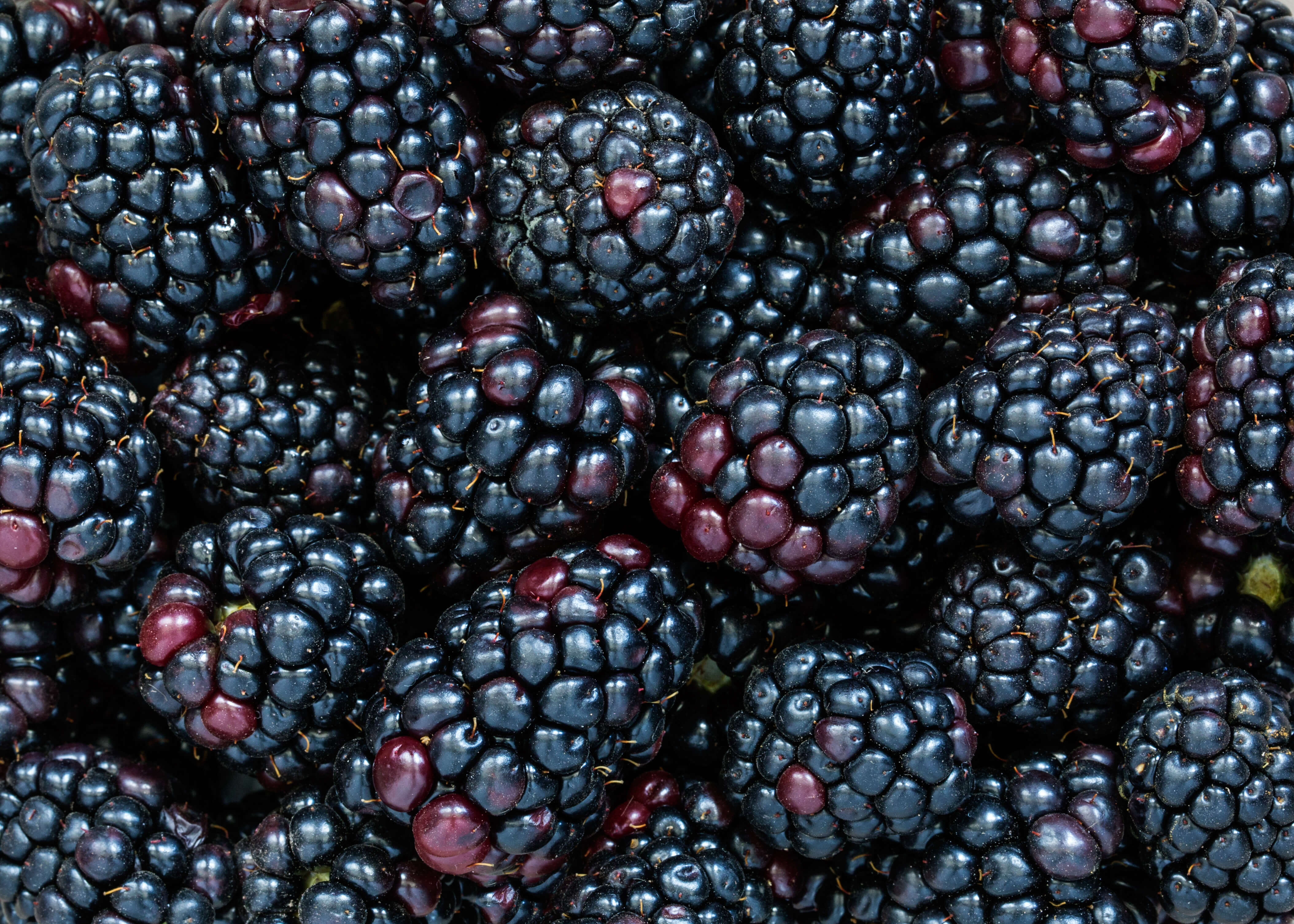 Blackberries, the wonder fruit!