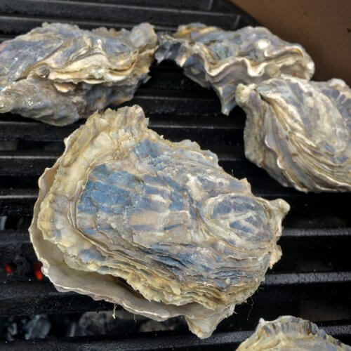 Oyster