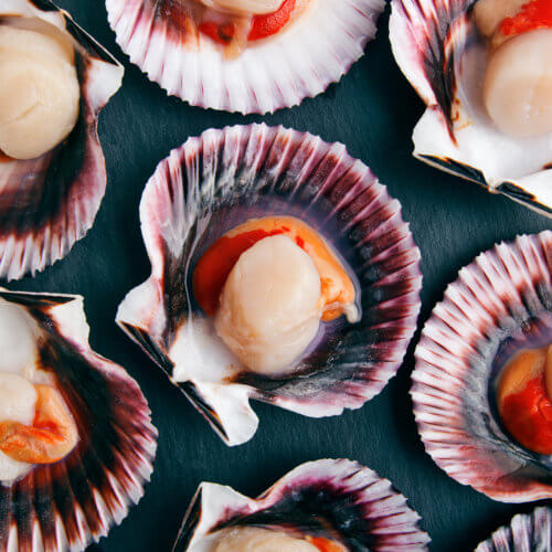 Queen scallops