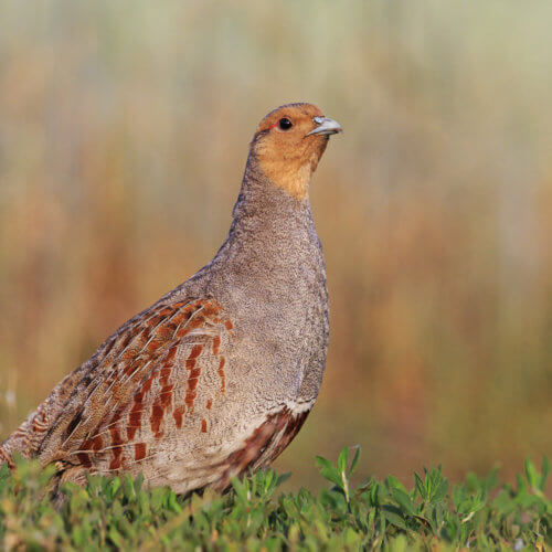 Partridge