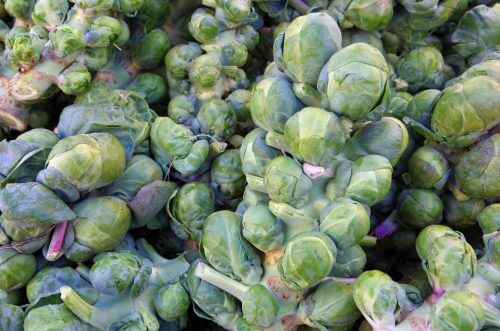 Fresh picked brussel sprouts on stalks