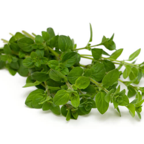 Marjoram