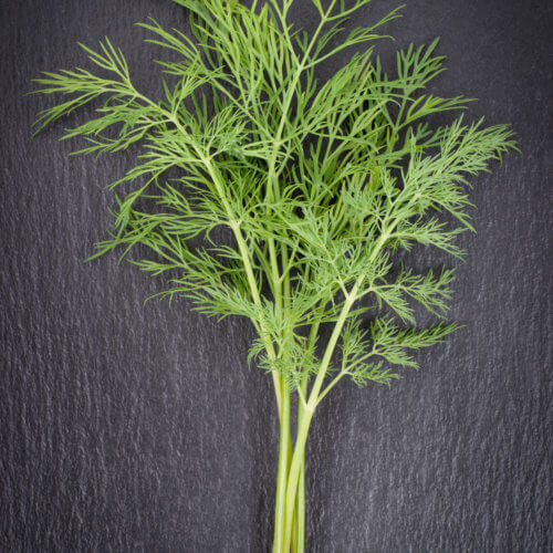 Dill