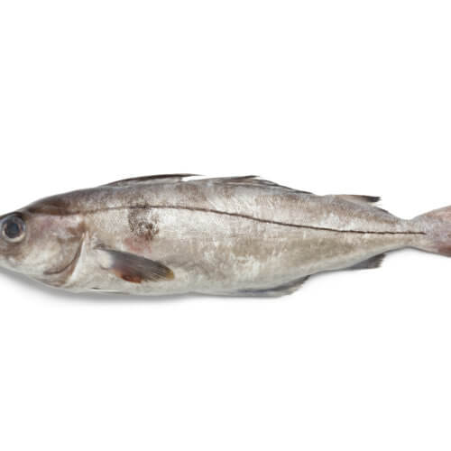 Haddock