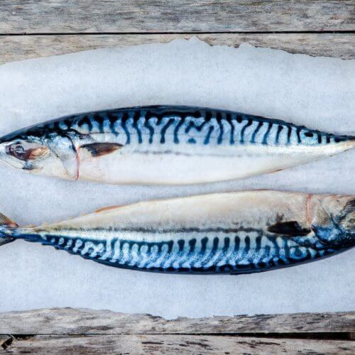 Mackerel