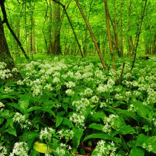 5 ways with wild garlic