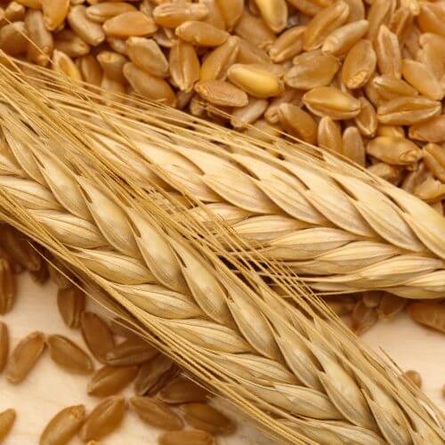 Wheat