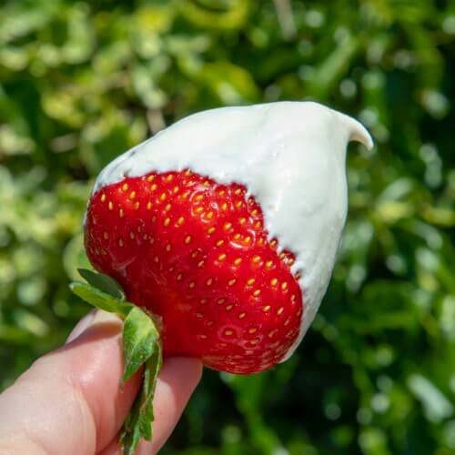 Strawberries and cream - the story.