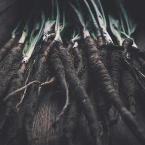 Salsify