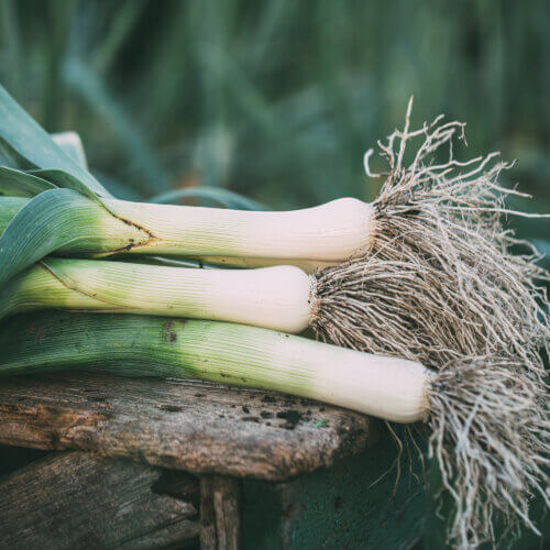 Leek