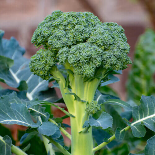 Broccoli