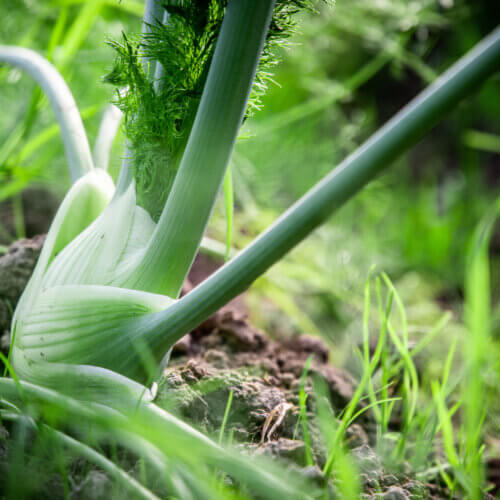 Fennel