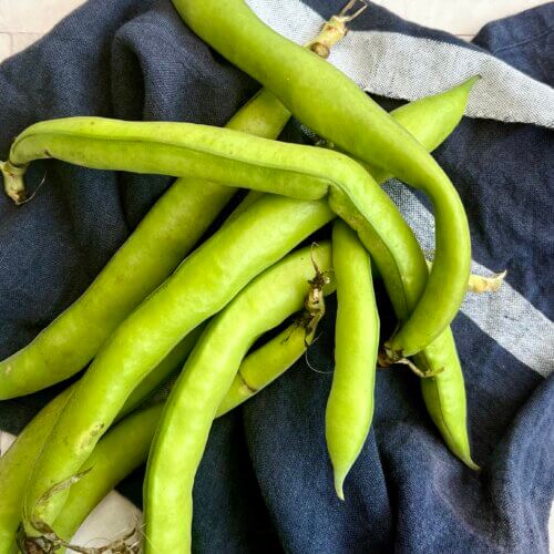 Broad Beans